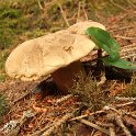 109 Boletus Satanas.JPG